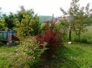 Pink Grootendorst si berberis Golden Rocket