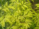 sambucus Southerland Gold