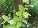lonicera aureoreticulata