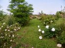 rosa canina si Festiva Maxima