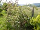 rosa canina