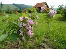 weigela florida