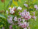 weigela florida