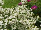 pyracantha Soleil d'Or