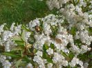 pyracantha Soleil d'Or