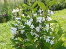 weigela candida