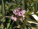 sambucus Black Beauty