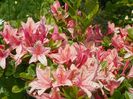 azalea Chanel