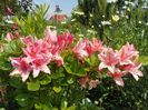 azalea Chanel