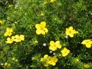 potentilla Goldfinger
