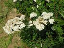 spiraea Hallward Silver
