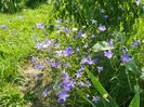 campanula patula