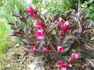weigela Alexandra