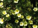 potentilla Primerose Beauty