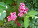 weigela Bristol Ruby