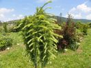 larix decidua pendula