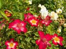 Star Profusion si Danae