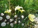 iris sibirica Summer Revels