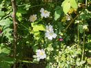 rosa canina