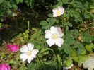 rosa canina