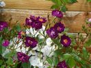 Violette