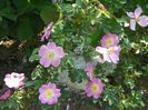 rosa rubiginosa