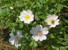 rosa canina 1