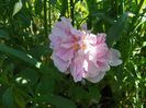 Cottage Rose