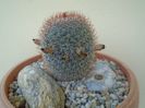 Mammillaria matudae