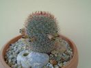Mammillaria matudae