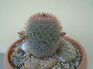 Mammillaria matudae