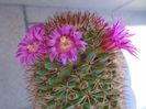 Mammillaria backebergiana