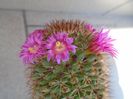 Mammillaria backebergiana