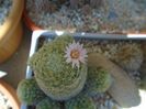 Mammillaria schiedeana ssp. giselae