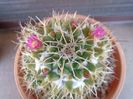 Mammillaria compressa
