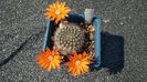 Rebutia flavistyla