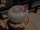 Mammillaria hahniana