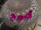 Mammillaria hahniana