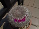 Mammillaria hahniana