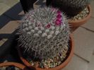 Mammillaria formosa ssp. chionocephala