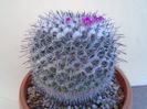 Mammillaria formosa ssp. chionocephala