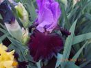 italian velvet-10