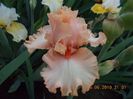 lotus land-12