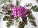 Dean s Faded Rose