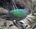 femela emerald dove