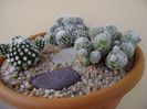 Grup de 3 Mammillaria