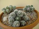 Grup de 3 Mammillaria