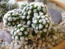 Mammillaria vetula ssp. gracilis cv. Oruga