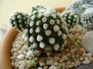 Mammillaria vetula ssp. gracilis cv. Oruga
