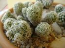 Mammillaria vetula ssp. gracilis